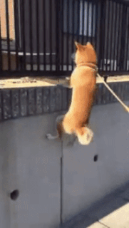 “Well, get down, to whom they say!” - Dog, Joy, Prank, GIF