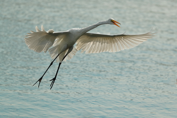 pteroheron - Photo, Birds, Heron, Takeoff
