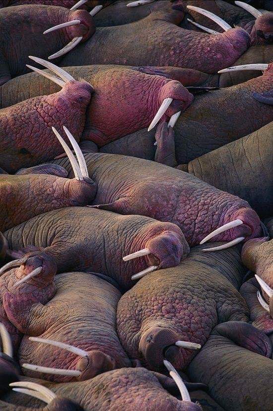 Rookery - Animals, Rookery, Walruses, Dream