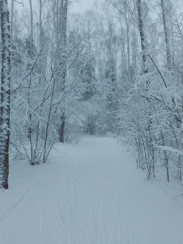 Eh, winter. Beauty in the forest - My, Winter, Forest, Winter forest, beauty of nature