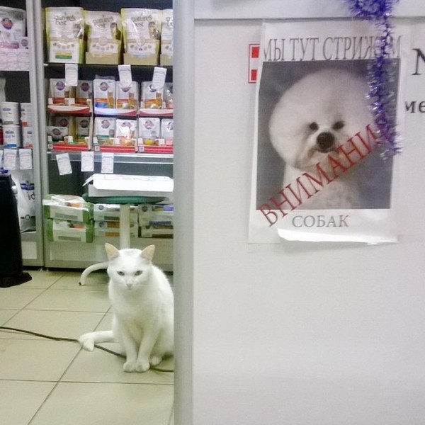 hairdresser cat - Dog, cat, Attention, Стрижка, Photo