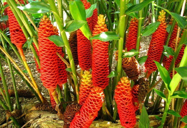Do you know how ginger blossoms? - Ginger, Plants, Nature, Flowers, Spices, Products, Redheads, Bloom