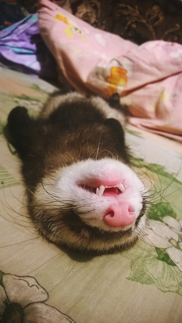 Evil slumbers. - Ferret, Dream, Cosiness, Pets, My, Humor