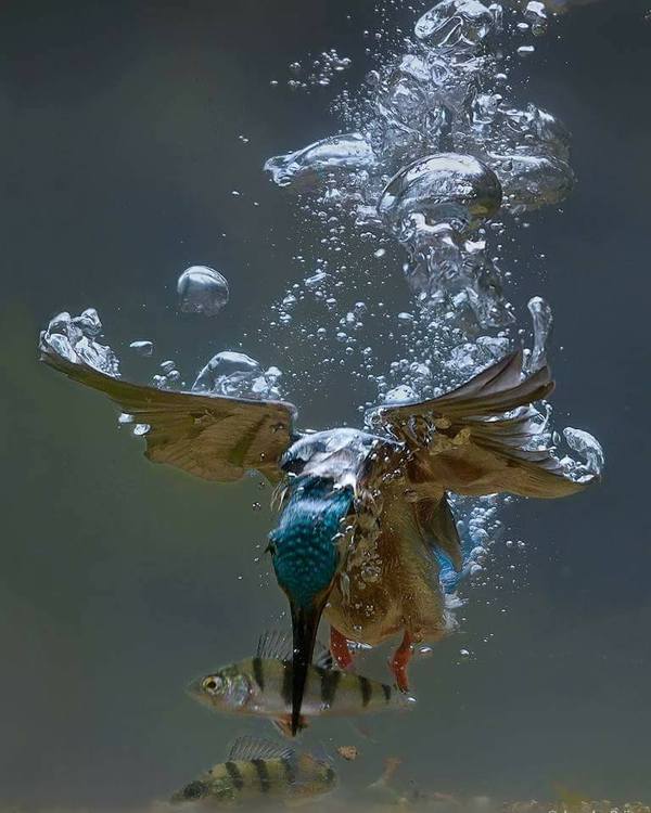 Kingfisher - the king of anglers - Kingfisher, Birds, Fishing, A fish, Animals