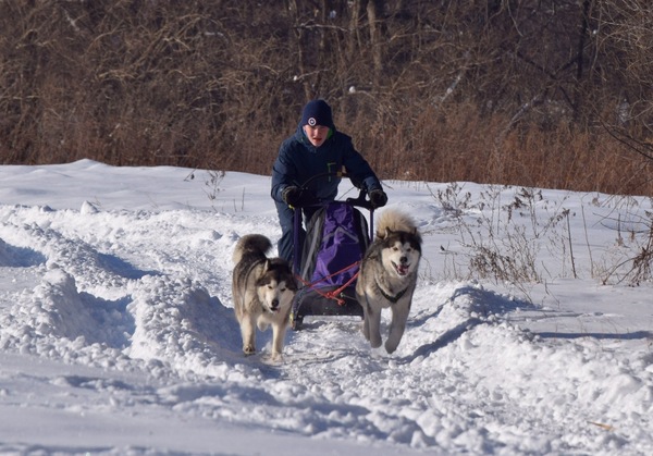 Решение завести ездовую собаку. Тренировки ч. 1 Собака, Аляскинский маламут, Сибирский хаски, Тренировка, Длиннопост