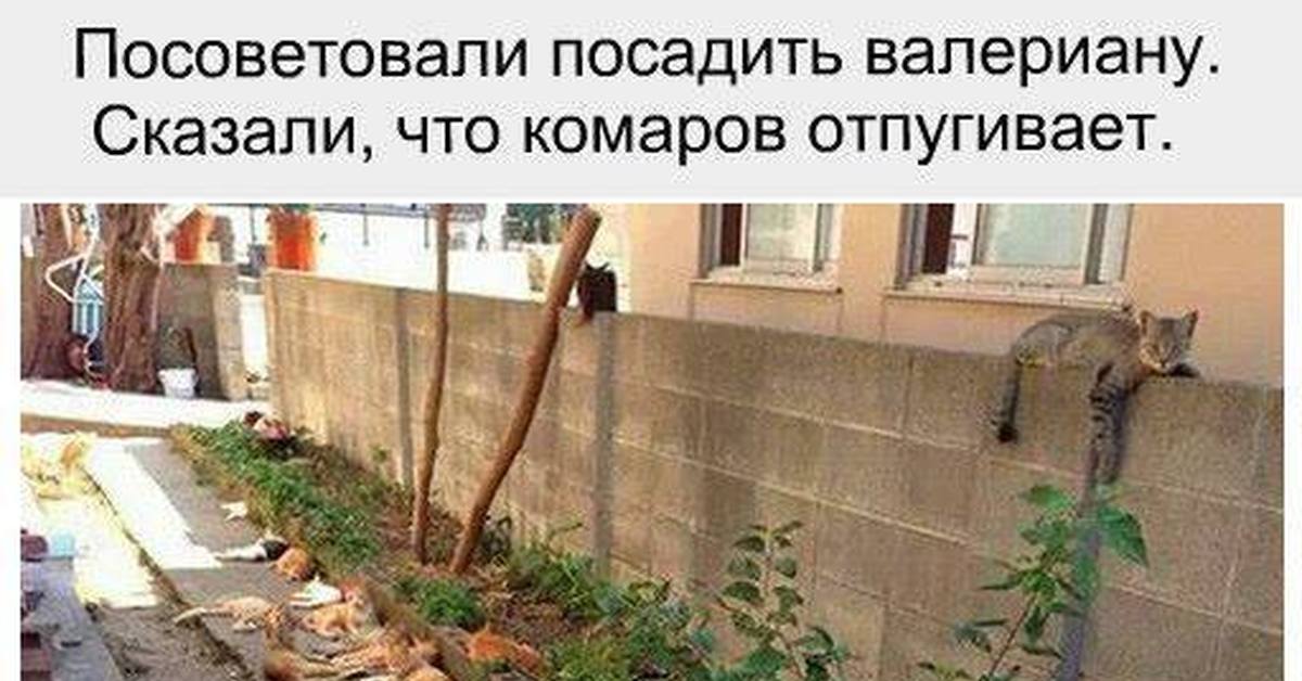 Сосед посоветовал. Посоветовали посадить валериану. Посади валериану говорили они. Посоветовали посадить валериану сказали. Посоветовали посадить валериану сказали что комаров отпугивает.