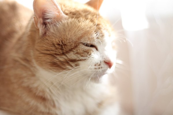 ��������� ����