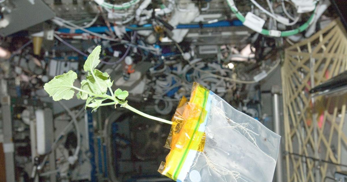 Первый овощ выращенный в космосе. Опыты с растениями на МКС (Международная Космическая станция). Растения выращенные в космосе. Картошка выращенная в космосе. Растения в космосе на МКС.