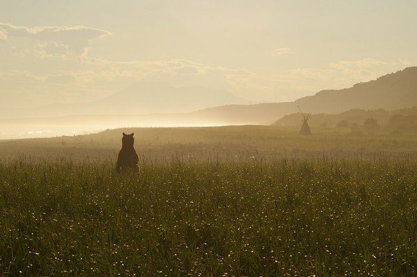 Bear on the coast of Olga Bay, at the mouth of the river of the same name - Photo, Bear, Kronotsky Reserve, The Bears