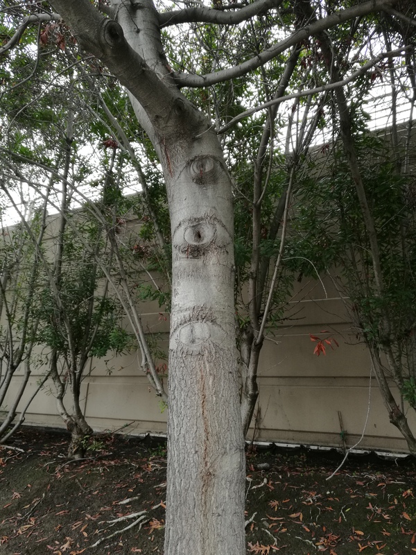 tree with eyes - Photo, My, Wonders of nature, Eyes, Tree