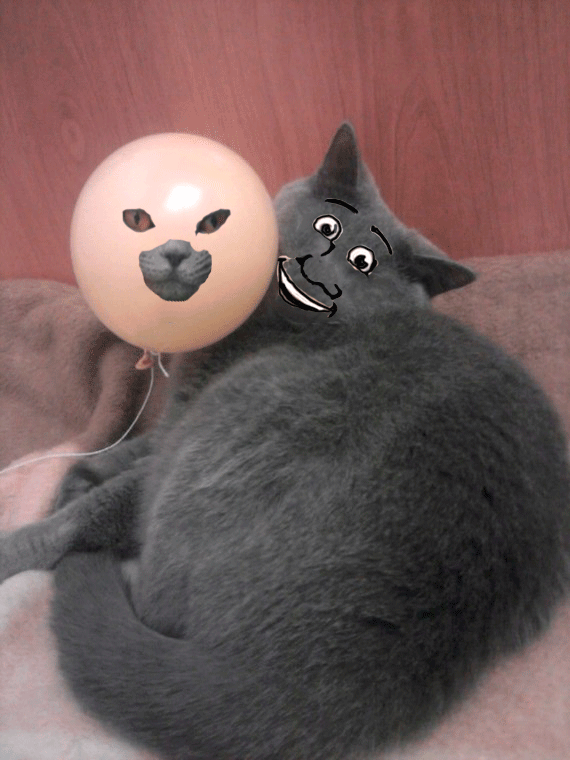 photoshop curve - My, Fotozhaba, , Ball, cat