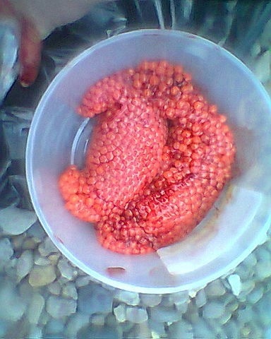 Red caviar... Caught, butchered... 5 minutes and such deliciousness!!! - Primorsky Krai, Fishing, Caviar, Relaxation, Longpost