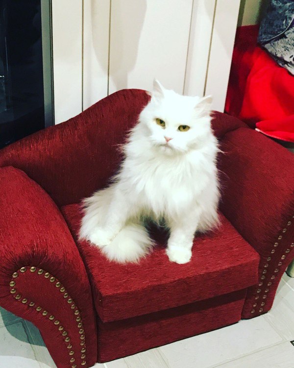 Queen Jerry on the throne - My, cat, Armchair, Joy