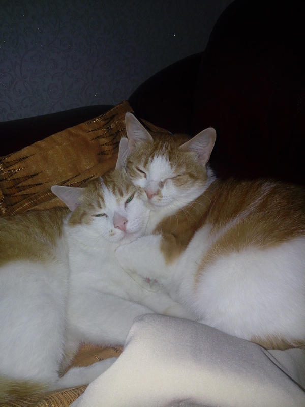 I have two cats, brother and sister. Brother on the right, sister on the left. Vasya and Marusya. - cat, Photo, 