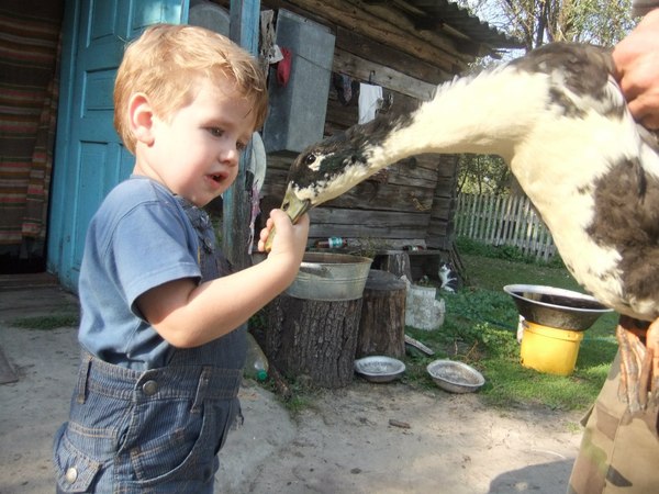 Who are you hissing at? - Children, Birds, Photo