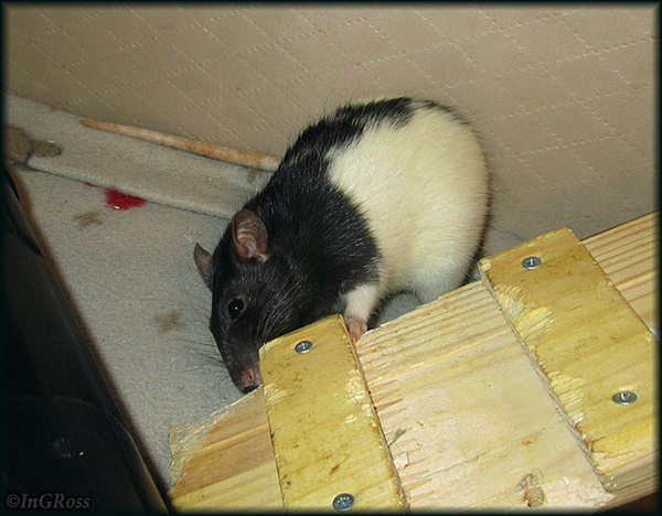 The rat is not a crawler. Rat rodent. (Siri) - My, My, Rat, Decorative rats, Rat Chronicles, Photo, The photo, Hood, 