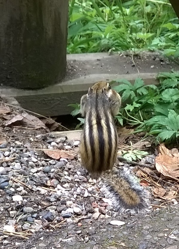 You yourself are fat. - Chipmunk, My, Pillars reserve