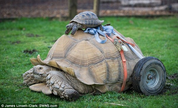 Turtle who got arthritis due to frequent sex gets wheels instead of legs - Turtle, Disease, news