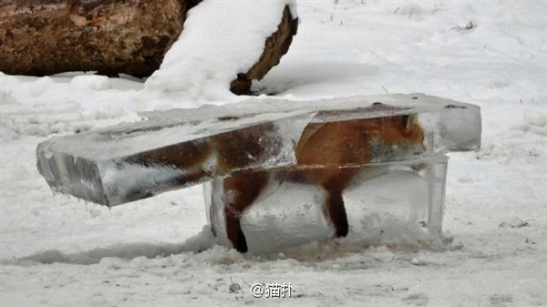 Fox frozen in ice - Ice, Fox