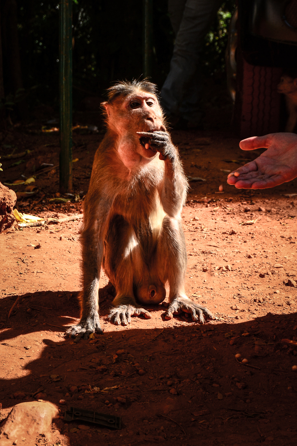 Indian monkeys are not very friendly) - My, Monkey, Goa, India, Indecent gesture