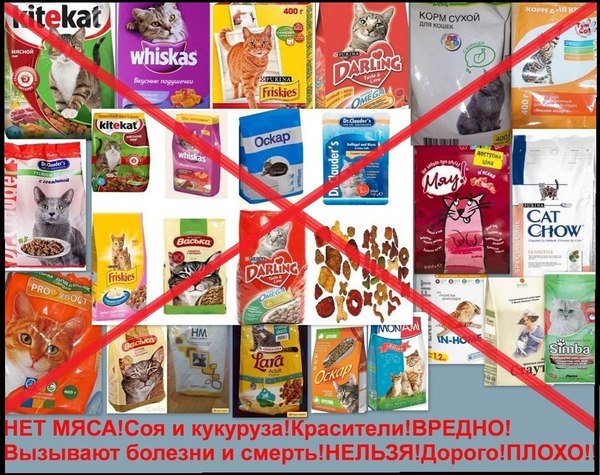нужно ли кошке на ночь оставлять еду. 1484412020157017678. нужно ли кошке на ночь оставлять еду фото. нужно ли кошке на ночь оставлять еду-1484412020157017678. картинка нужно ли кошке на ночь оставлять еду. картинка 1484412020157017678. Мало кто из владельцев кошек, живущих в нашей стране, задумывается о том, как нужно правильно кормить своего питомца, хотя в цивилизованных европейских странах грамотный подход к организации питания четвероногого друга давно стал нормой ответственного содержания животного.