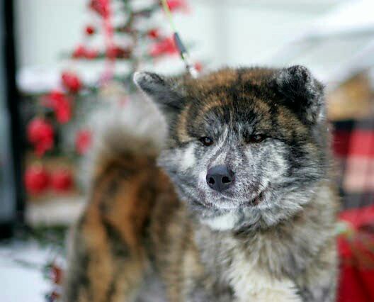 Lost dog Akita, brindle Solnechnogorsk district, Povarovo - My, Akita inu, Tiger, The dog is missing, Dog, Help, Lost