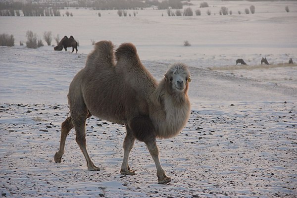 Chui steppe, Gorny Altai - Chui Valley, Mountain Altai, Camels, Altai Republic