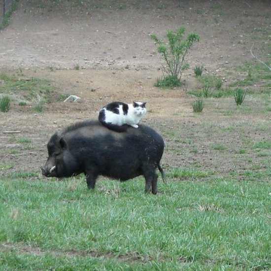 I'm fine here too - cat, Boar