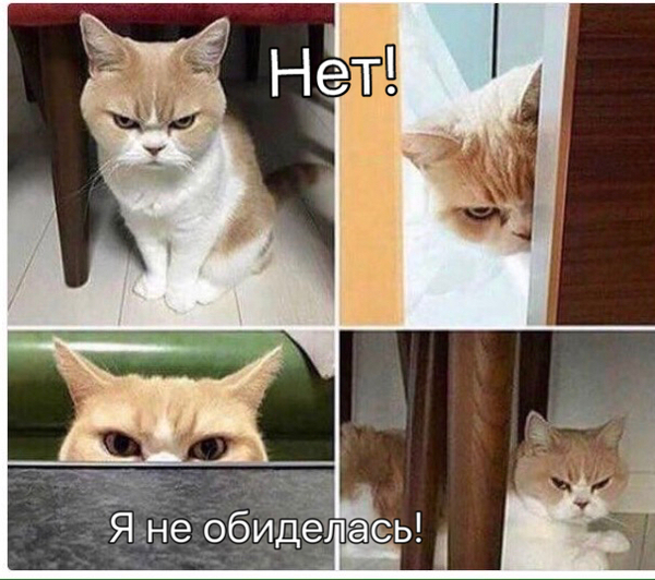 - ты обиделась? - Кот, Девушки