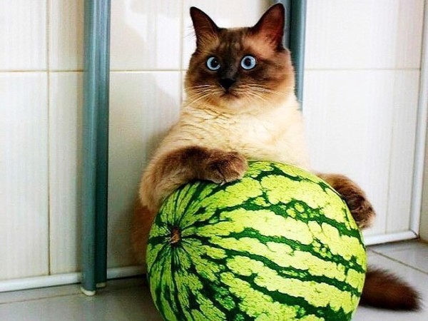 - You, fool, they sent you for meat! What did we bring?! - The seller said .. what a meaty one! - My, , Humor, Watermelon, cat