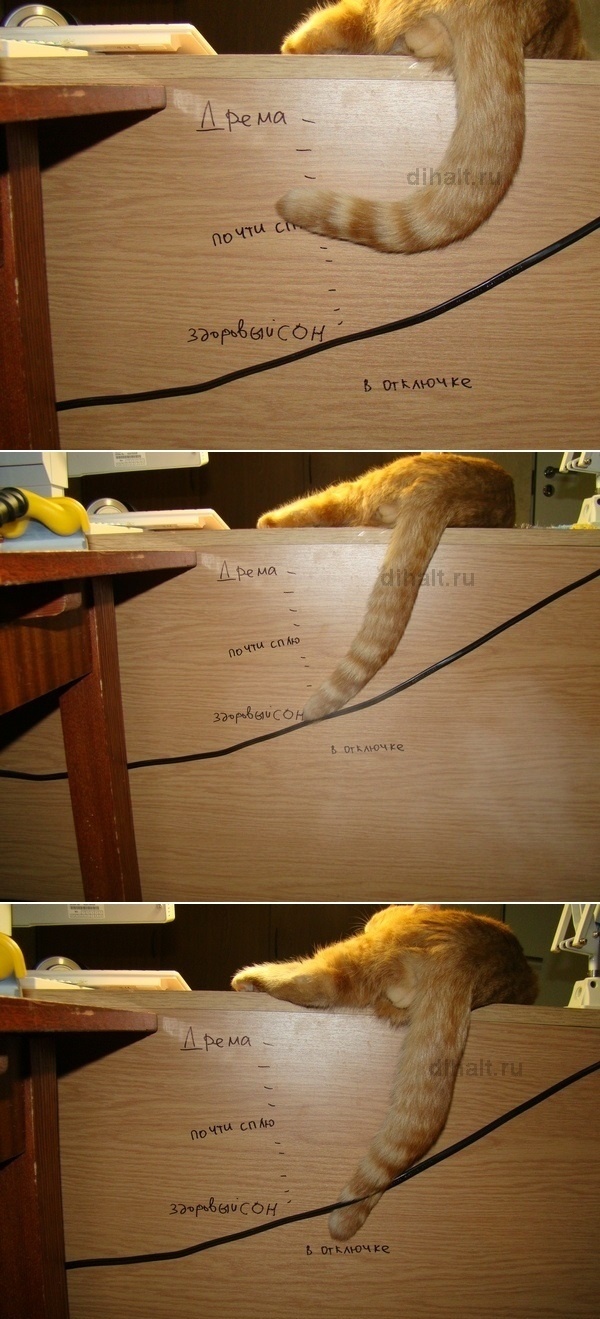 Sleep Scale - Tail, cat, Longpost, Measurements