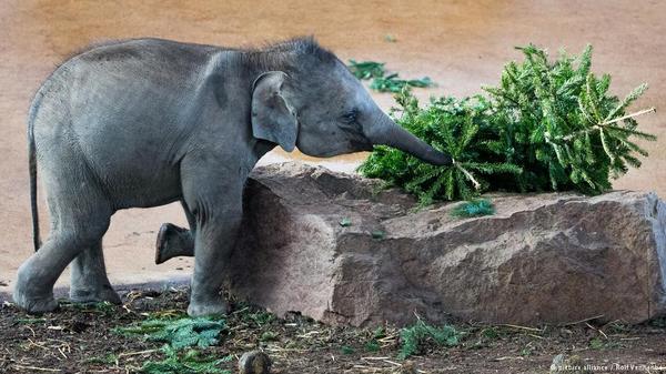 Why do elephants eat trees? - Elephants, Zoo, Christmas trees, Delicacy, Koln, news, Yummy