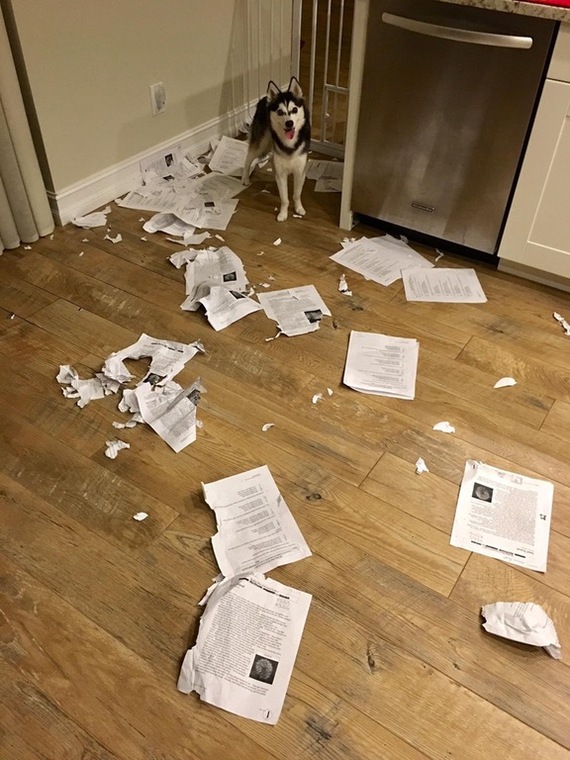 Sorry class, but all your work was eaten by a dog - Photo, Dog, Lecture, Homework