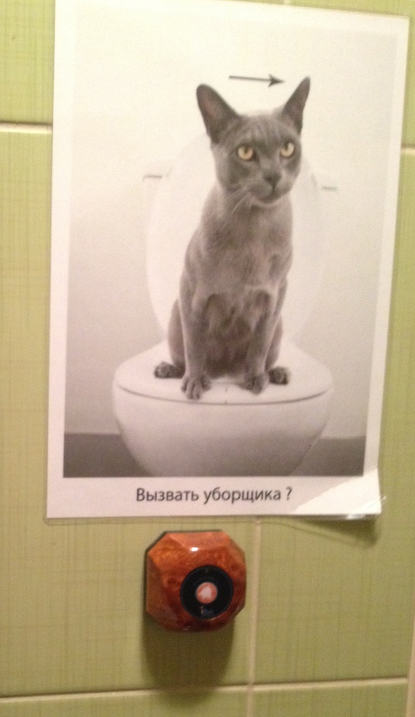 Call a cleaner? - My, Saint Petersburg, Bar, cat, Strange feeling