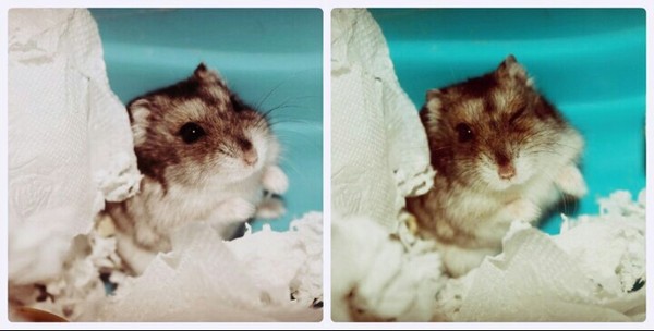 Photogenicity is off the charts - My, The photo, Hamster