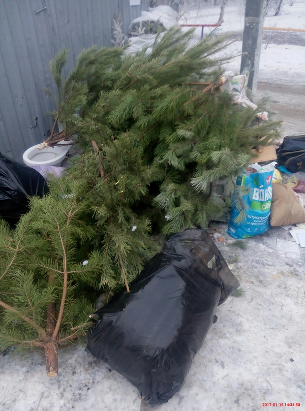 The first group of weaklings was spotted - Christmas trees, New Year