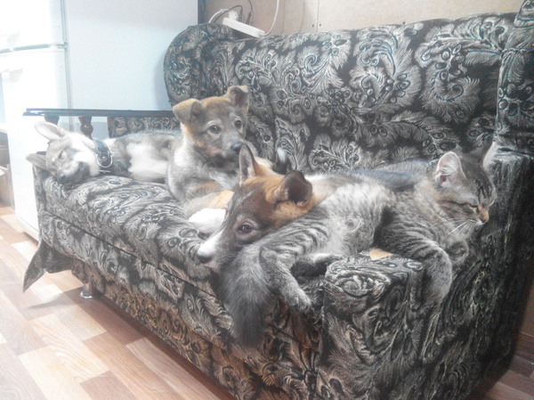 My gang - My, Dog, Laika, Cats and dogs together, Fluffy