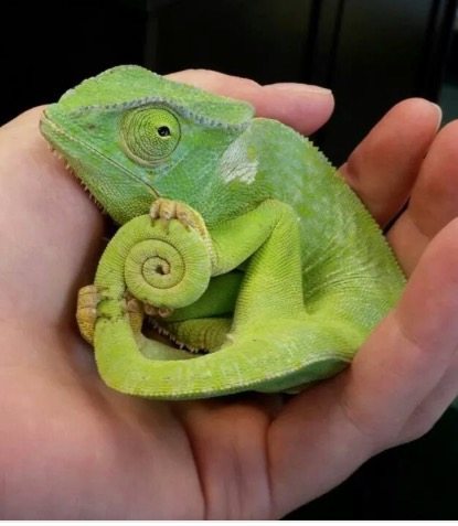 A little shy - Photo, Chameleon, Tail, Lizard