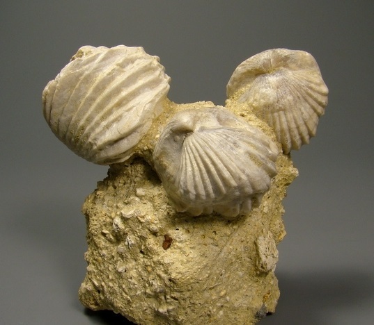 Brachiopods - My, Brachiopods, Paleontology, Biology, Animals, Seashells, Longpost