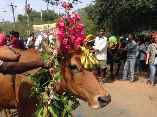 Pongal, Tamil New Year. - My, India, Cow, Travels, Holidays