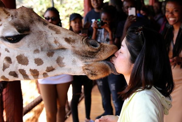 This is how giraffes are treated in Kenya - Animals, Giraffe, Delicacy, Zoo, Kenya, Treat, Its own atmosphere, Yummy