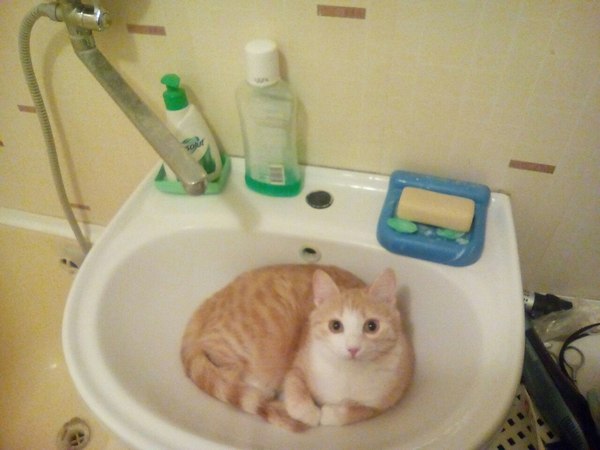 What, you wanted to brush your teeth? - cat, Sink