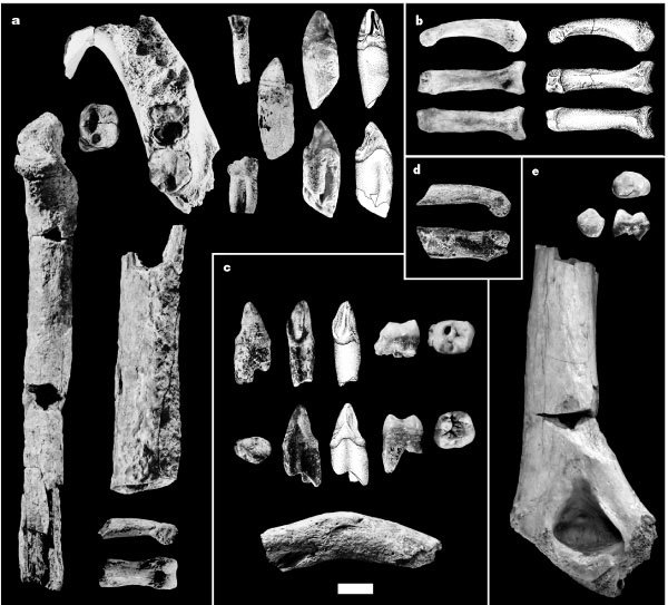 Our Lineage: Hominid (Part 1) - Anthropogenesis, Primates, Hominids, Sahelanthrop, Orrorin, , , Video, Longpost