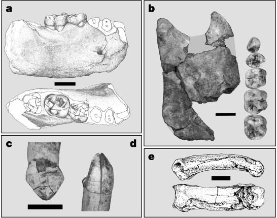 Our Lineage: Hominid (Part 1) - Anthropogenesis, Primates, Hominids, Sahelanthrop, Orrorin, , , Video, Longpost