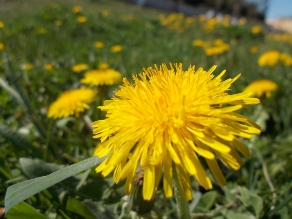 Солнечный цветок