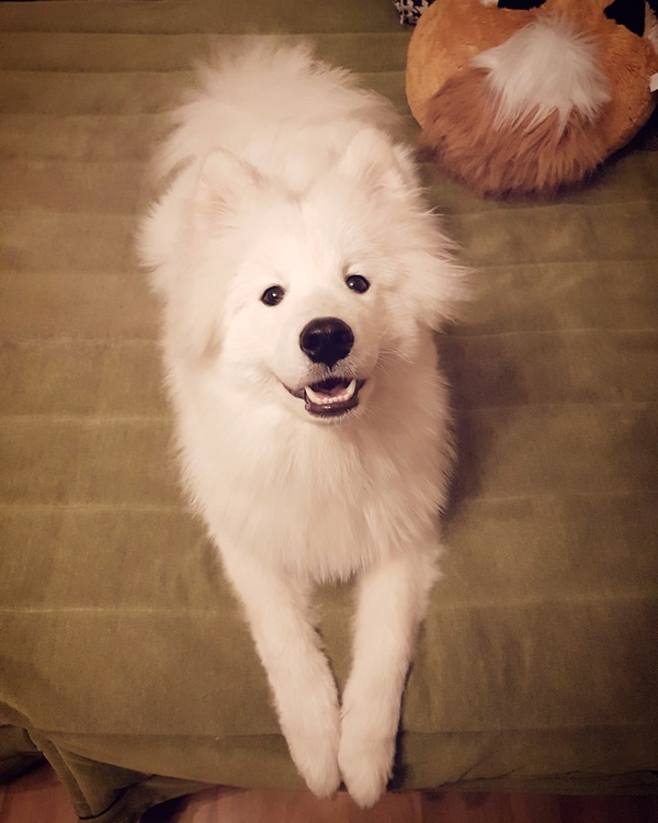 You come home, and such a miracle awaits you - My, Dog, Samoyed, Friend of human, Happiness