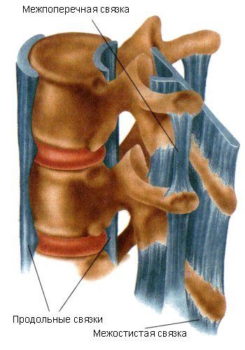 Межостистые и межпоперечные
