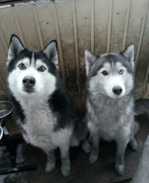 Cleanliness. - My, Husky, Dirt, Winter, Snow, Dog