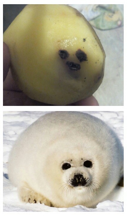 It seems that this potato is very similar to a baby seal. - Belek, Fantasy, Potato
