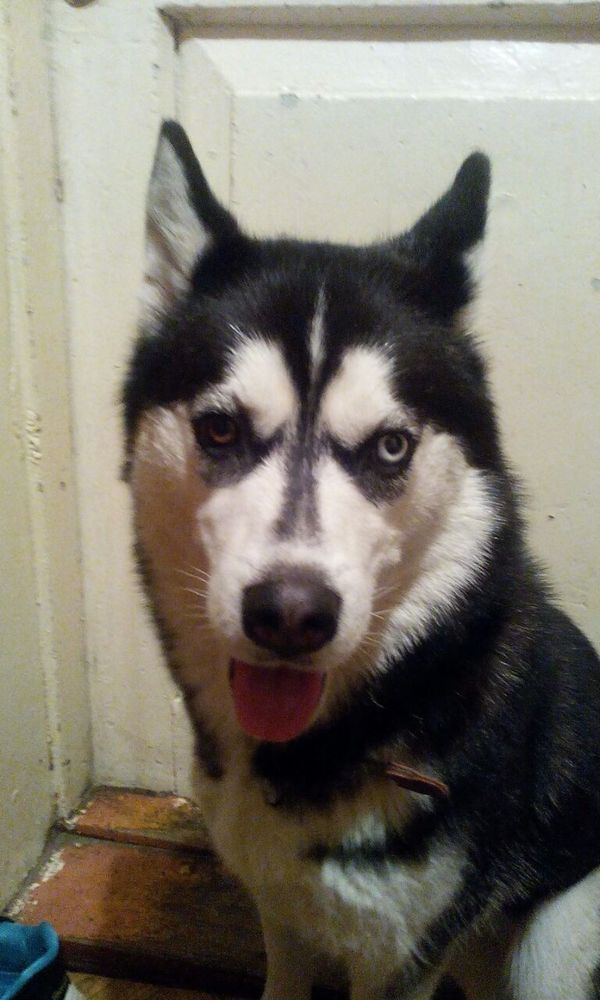 FOUND DOG, SIBERIAN HUSKY! M \ O Pushkinsky district! - My, Siberian Husky, Found a dog, Lost, Husky, Pushkino, Longpost, Dog, Help